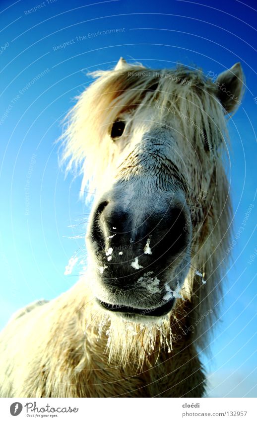 island horse Horse Icelander Iceland Pony Cold White Mammal frog's perspective Snow Blue Sky