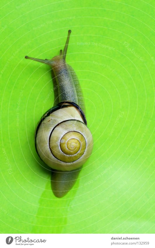 mobile home Spring Green Pea green House (Residential Structure) Snail shell Crawl Slowly Background picture Spiral Mobility Animal Macro (Extreme close-up)