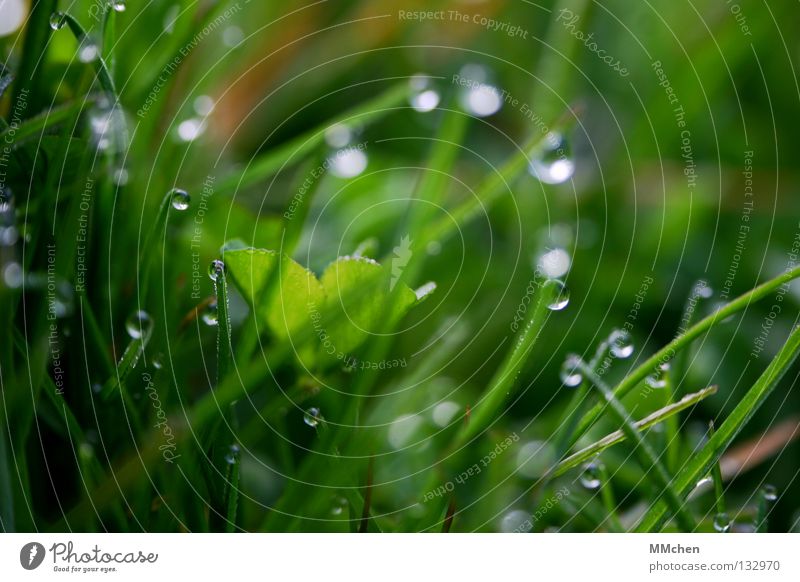 BeadsDrops Morning Dew Meadow Grass Blade of grass Plant Damp Wet Life Wake up Spring Blur Photosynthesis Lawn Nature Drops of water Water elixir of life