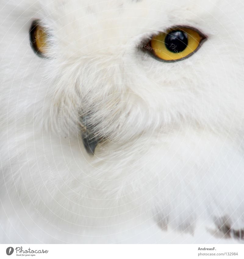 Snow owl Owl birds Snowy owl Animal Bird White Clean Pure Camouflage Feather Magic Magician Mystic Fairy tale Concentrate Cuddly Winter Zoo Wilderness kautz