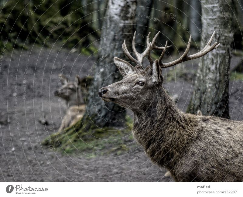 red deer Deer Red deer Game park Antlers Forest Gray Brown Silhouette Peace Superior Pack Watchfulness Impressive Mammal Profile Be confident Looking