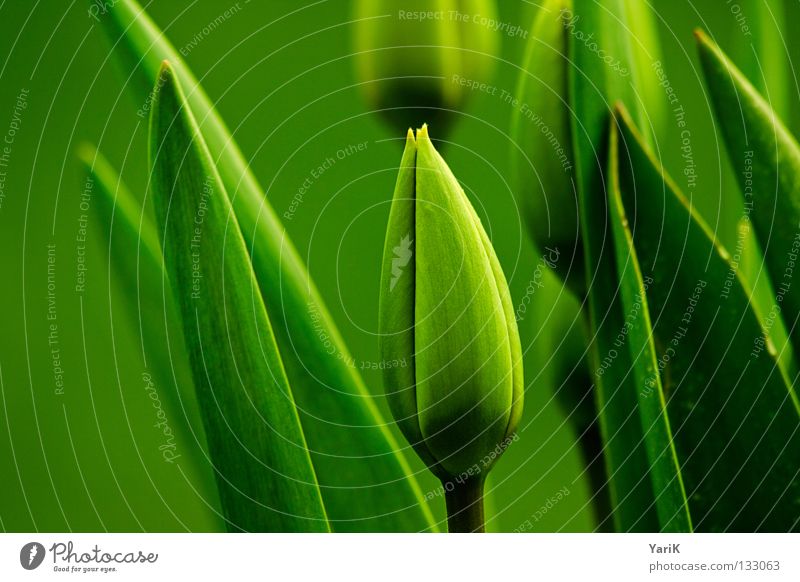 tone-in-tone Tulip Spring Juicy Green Hope Desire Summer Blossom Closed Wake up Leaf green Growth Sprout Flourish Style Design Macro (Extreme close-up) Meadow