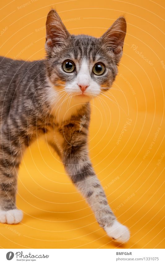 With big eyes Animal shelter Veterinarian Pet Cat 1 Baby animal Beautiful Funny Cute Retro Orange Emotions Happy Love of animals Purity Curiosity Surprise