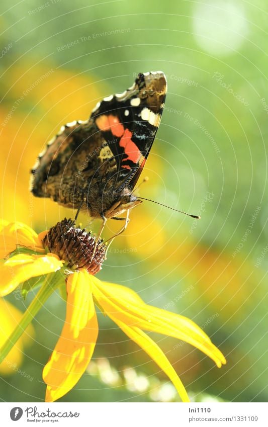 admiral Plant Animal Sunlight Summer Autumn Flower Blossom Garden Wild animal Butterfly Red admiral 1 To feed Exceptional Fantastic Beautiful Brown
