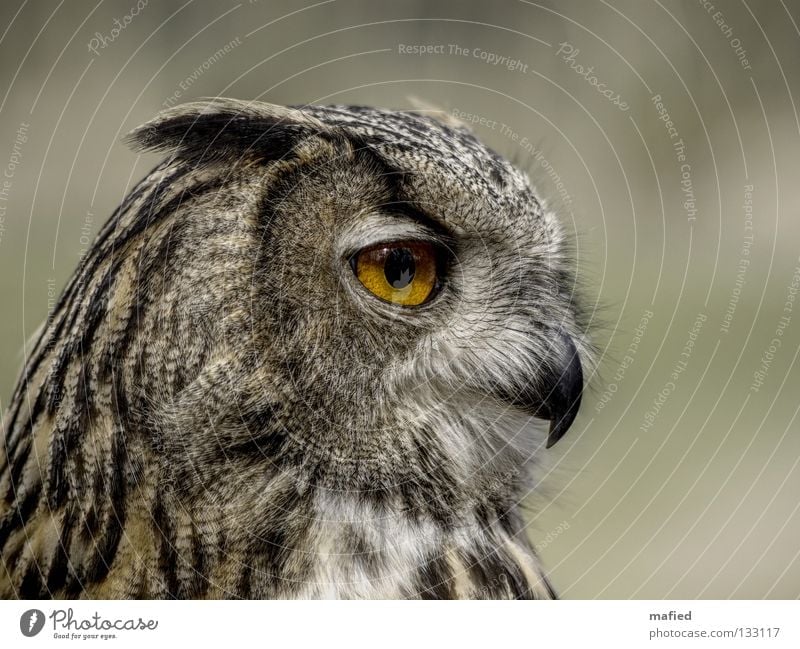 Eagle Owl II Eagle owl Hunter Bird of prey Calm Feather Sense of hearing Brown Gray Black Yellow Soft Smoothness Peace Game park Air show Silhouette