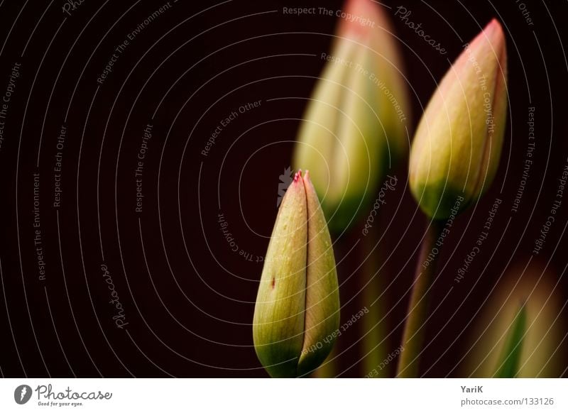 tulip Tulip Flower Summer Spring Happiness Yellow Green White Force Power Joie de vivre (Vitality) Watchfulness Blossom Sprout Growth Macro (Extreme close-up)