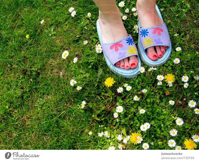 Many flowers Meadow Grass Daisy Dandelion Flower Shuffle Beach shoes Nail polish Toes Green Yellow White Violet Multicoloured Joy Spring Summer Feet Garden Lawn