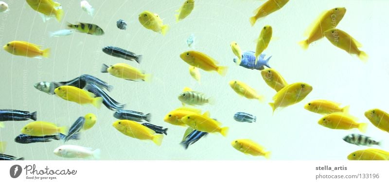 floating fish Yellow Black Aquarium Hover Relaxation Weightlessness Stripe Striped Fish Colour Water Blue Transparent Perches Flock