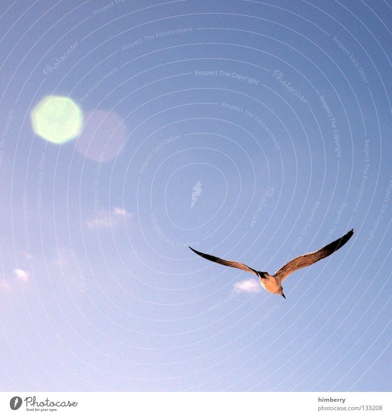 seagull pic Bird Sailing Glide Summer Flying Aviation fly Sun reflection glider Wing Feather Sky Blue Freedom sunny