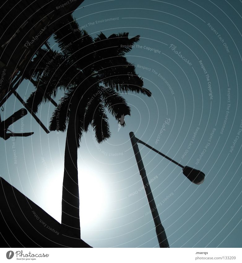 illuminati Summer Physics Hot Palm tree Palm frond Leaf Plant Back-light Lighting Might Lantern Building Vacation & Travel India Silhouette Twilight Black Sun