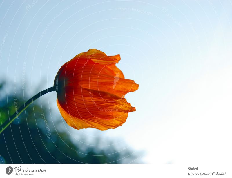 longing Iceland poppy Light Longing Site Dream Aspire Loneliness Past Grief Hope Blossom leave Looking away Fragile Delicate Illuminate Goodbye Sky Dusk Sun