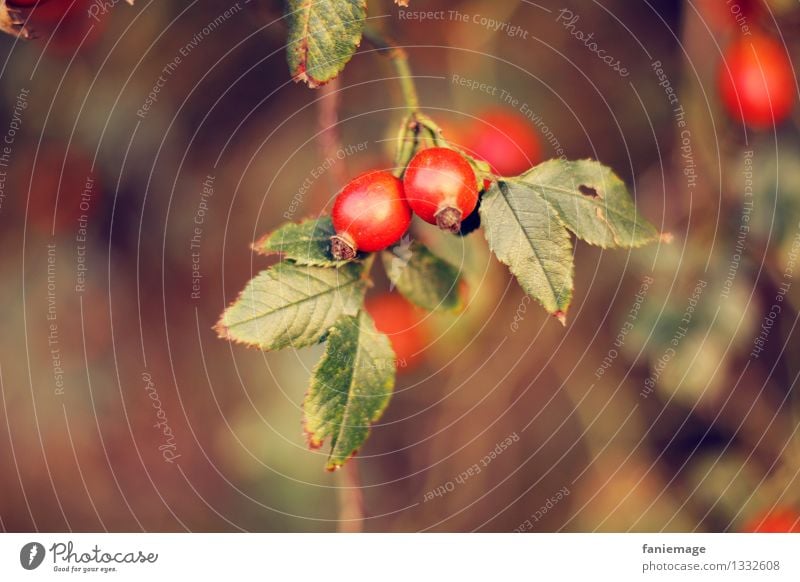 rose hip Nature Autumn Beautiful weather Bushes Leaf Garden Park Field Brown Gold Green Red Autumnal Warm colour Rose hip Twigs and branches Blur Fruit Plant