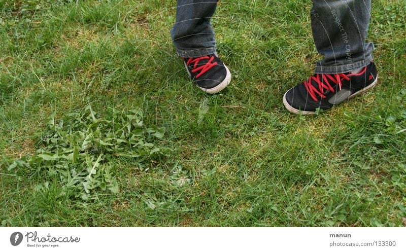 cordon rouge Grass Green Meadow Footwear Shoelace Easygoing Chic Black White Red Human being Youth (Young adults) Garden Dandelion Legs skate shoe skatershoe