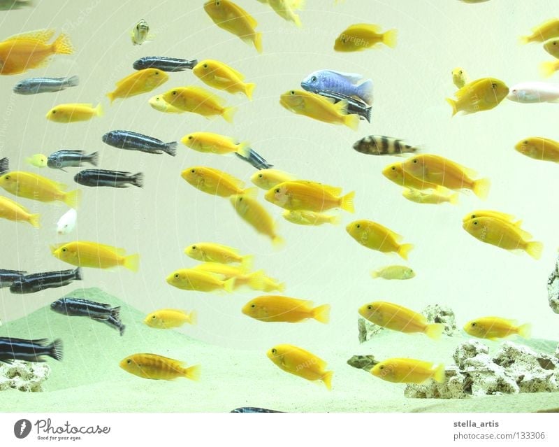 floating fish part 2 Aquarium Yellow Striped Maritime Hover Weightlessness Direction Calm Relaxation Fish Colour Blue Water Flock