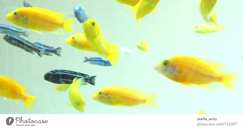 floating fish detail Aquarium Yellow Striped Maritime Hover Weightlessness Direction Calm Relaxation Fish Colour Blue Water Flock Movement