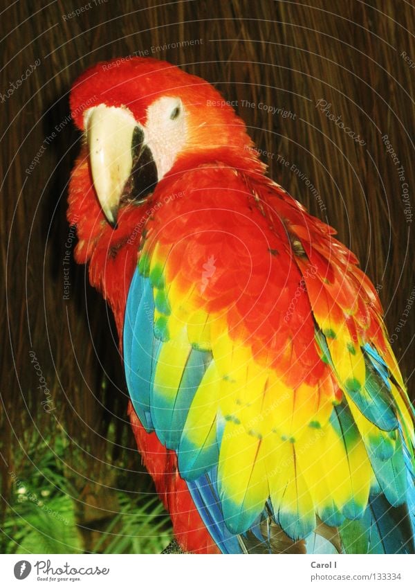 Colourful Parrots Vacation & Travel Straw Multicoloured Scarlet macaw Macaw Parakeet Bird Yellow Green Red Beak Park Peace Animal Straw hut Gloomy Beautiful