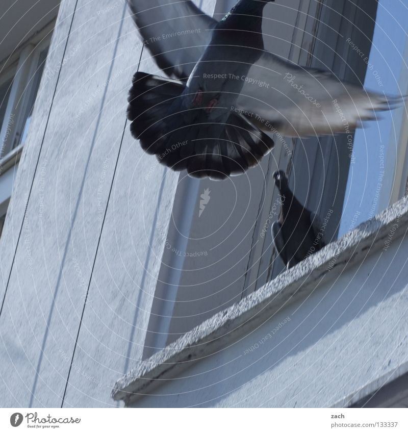 Balzen for peace Dove of peace Bird Animal Pigeon Beak Downy feather Gray White Bird 'flu Facade Wall (barrier) Window Rutting season Bird hunting Molt Judder