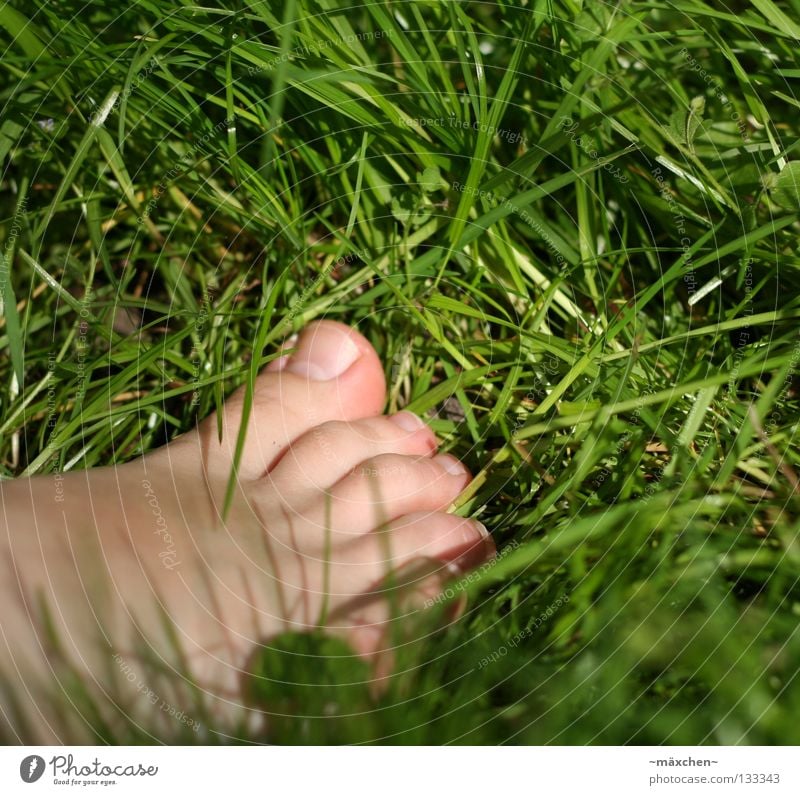 without shoes / without shoes II Barefoot Going Healthy Grass Blade of grass Green Clover Cloverleaf Nail Without Footwear Summer Meadow Toes Human being Occur
