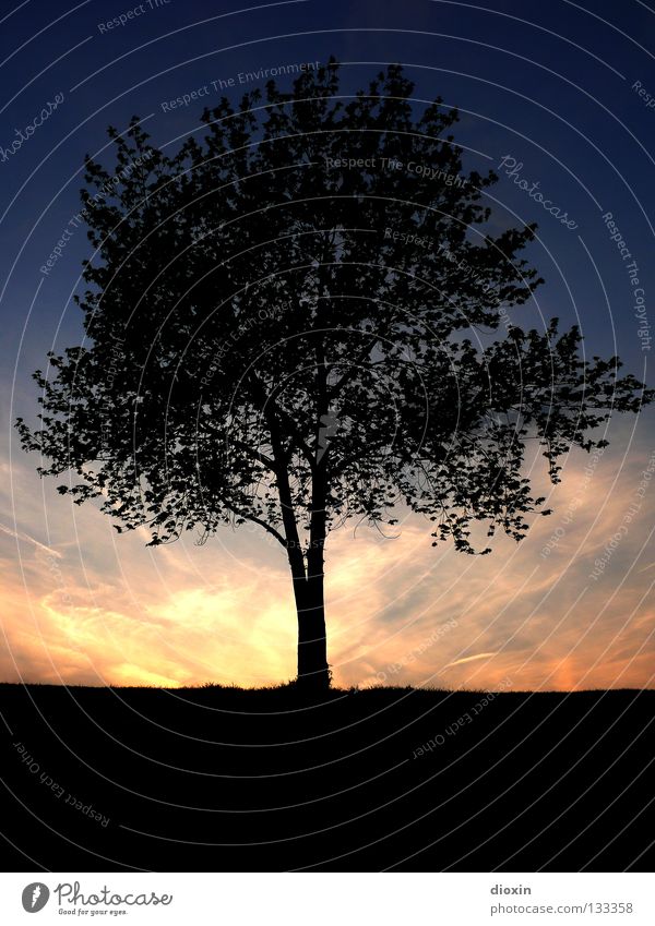 the tree Leaf Evening Tree Sunset Tree trunk Branch Root Earth Dusk Blue Orange Black Silhouette Calm Relaxation Contentment Moody Middle Twilight silence