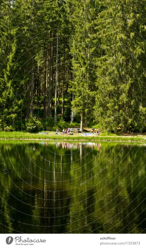 picnic Nature Beautiful weather Tree Forest Lakeside Pond Green Reflection Water reflection Body of water Fir tree Picnic Leisure and hobbies Trip