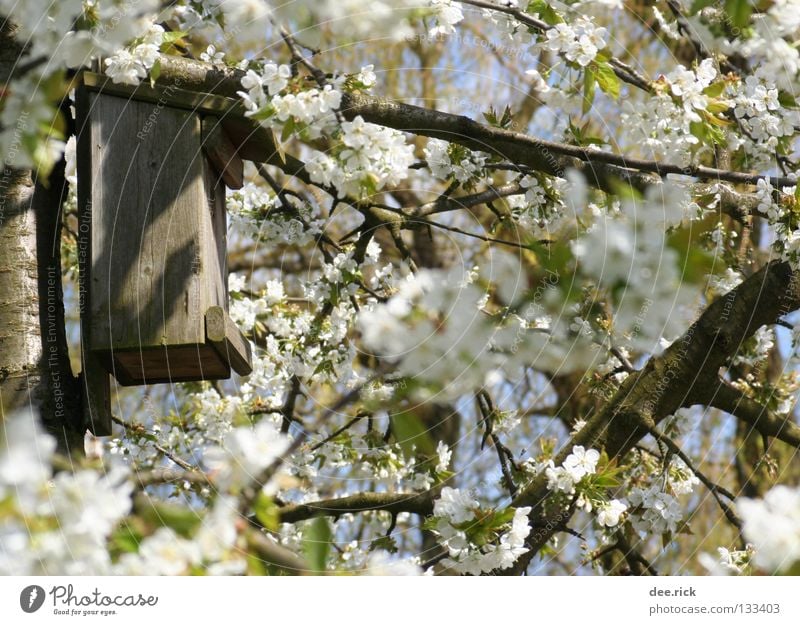 Room free! Birdhouse Nesting box Tree Blossom Cherry Spring May April Cherry tree Free trinity Cherry blossom