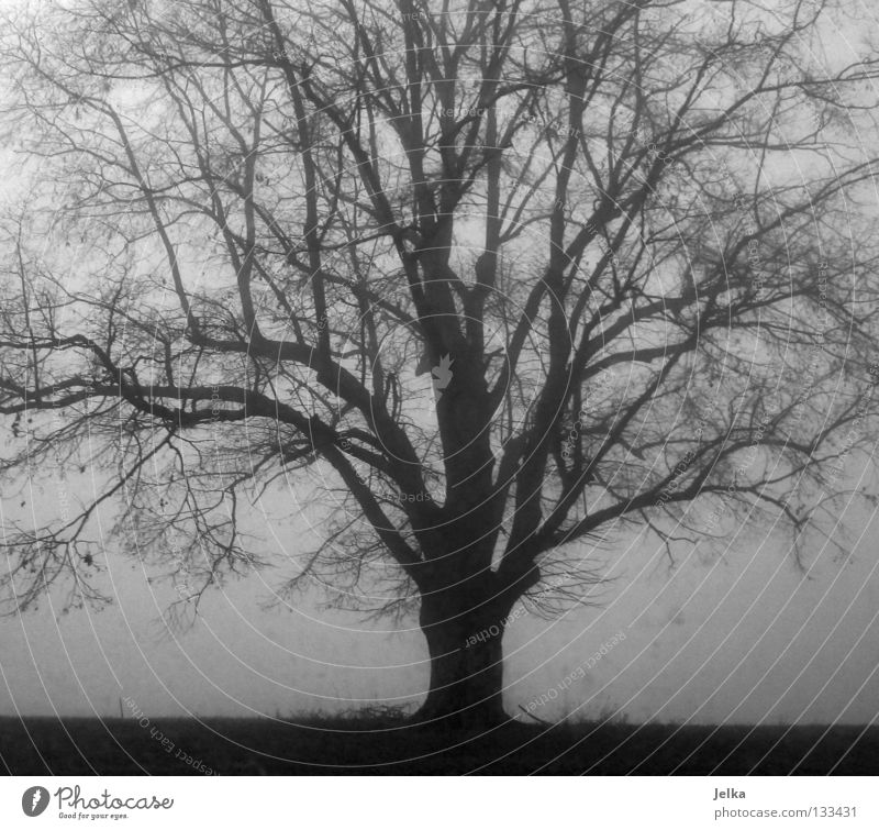 the black forest. Nature Fog Tree Gray Thuja trees Branch eternal Twig white B/W Branched foggy forests Black & white photo