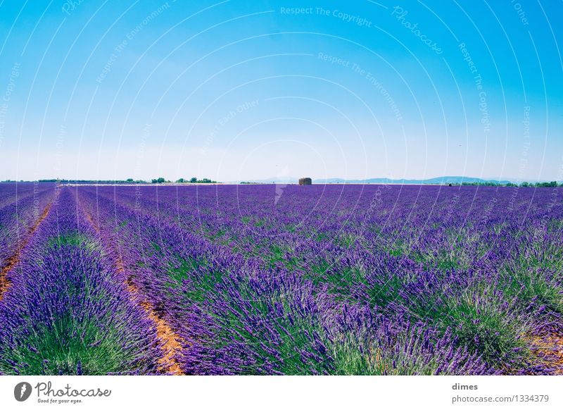Lavender field in Provence Landscape Flower Bushes Blossom Field Emotions Spring fever France Colour photo Exterior shot Deserted Copy Space top