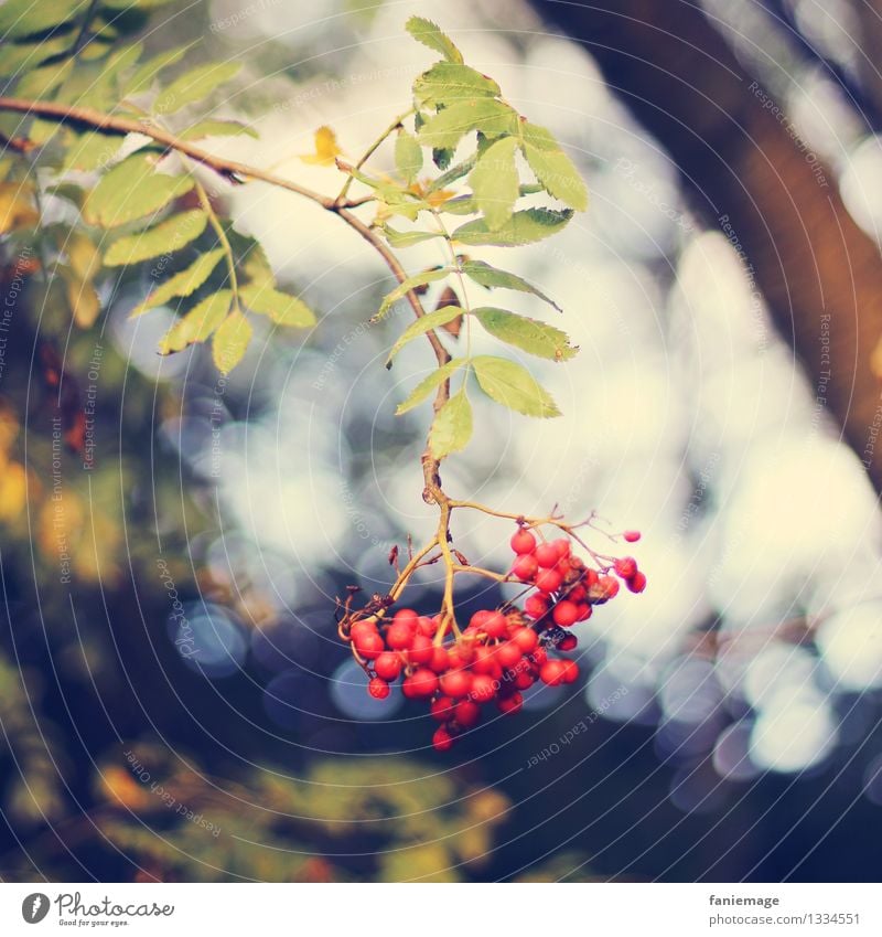 red & non-toxic Nature Sunlight Autumn Beautiful weather Tree Leaf Berries Rawanberry Twig Twigs and branches Suspended Square Branch Bunch of grapes