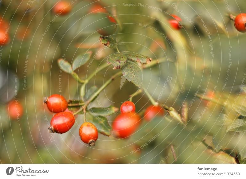 rose hips Nature Autumn Beautiful weather Bushes Garden Park Part of the plant Rose hip Leaf Undergrowth Autumnal Berries Fruit Red Gold Green Shade of green