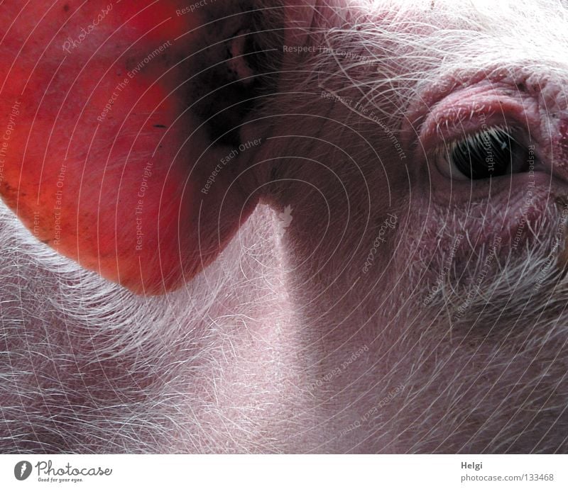 Close-up of a pig head with eye and ear Swine Piglet Sow Boar Livestock Animal Ear Listening Eyelash Bristles Long Short Thin Farm Barn Elapse Agriculture Pork