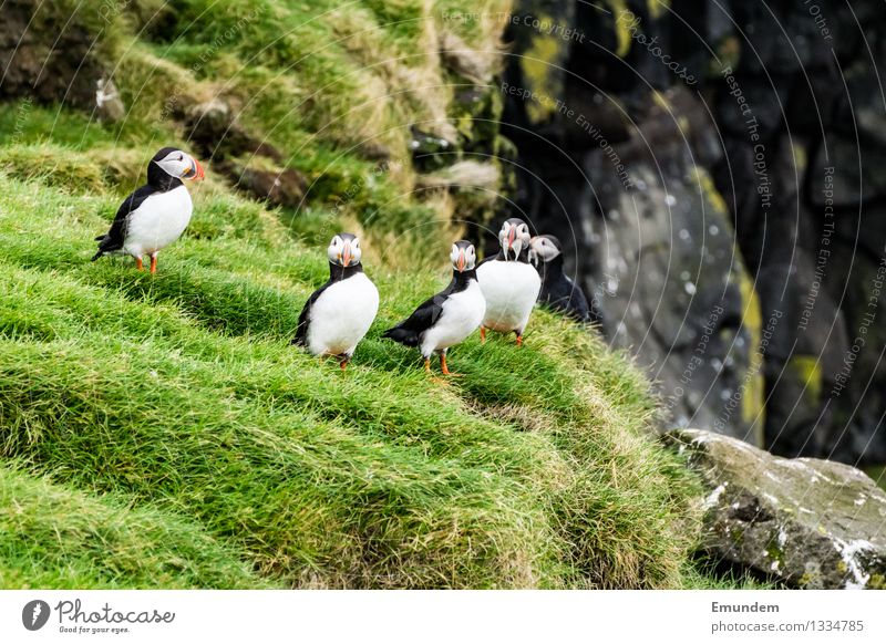 Puffin IV Environment Nature Animal Iceland Wild animal Bird Group of animals Friendliness Happiness Funny Natural Cute Colour photo Exterior shot