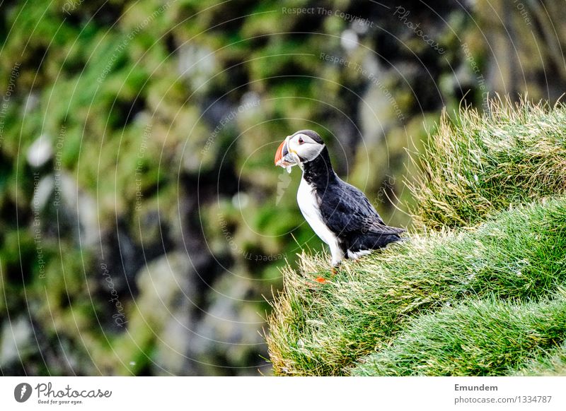 puffins Environment Nature Animal Iceland Bird Puffin Free Loneliness Individual Colour photo Exterior shot Deserted Copy Space left Day Shallow depth of field