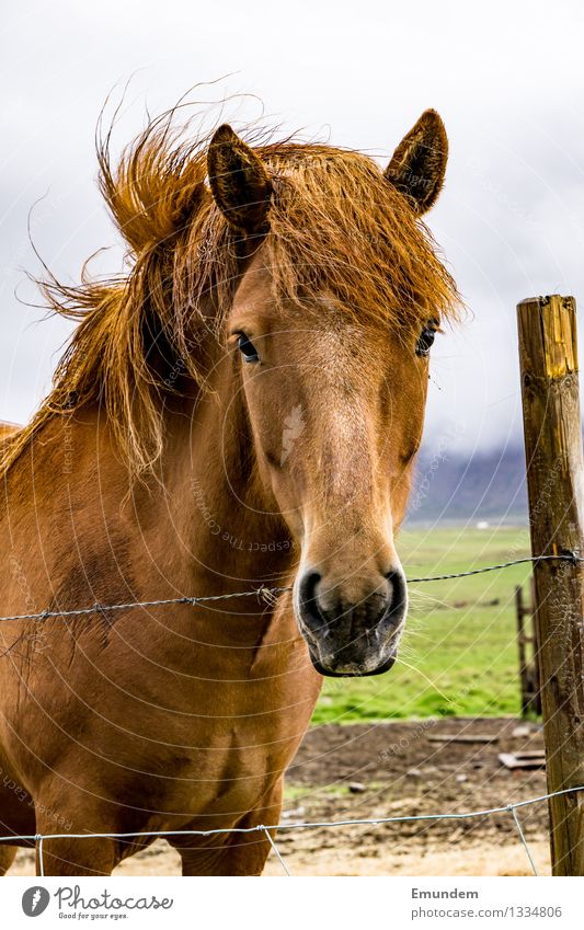 island horse Animal Horse Iceland Pony 1 Barbed wire Colour photo Exterior shot Deserted Day Animal portrait Looking