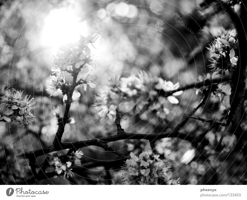 ray of hope Black White Bushes Blossom Meadow Light Blur Spring Hope Summer Glittering Tree Back-light Blossoming selective sharpness Branch Sun freehand