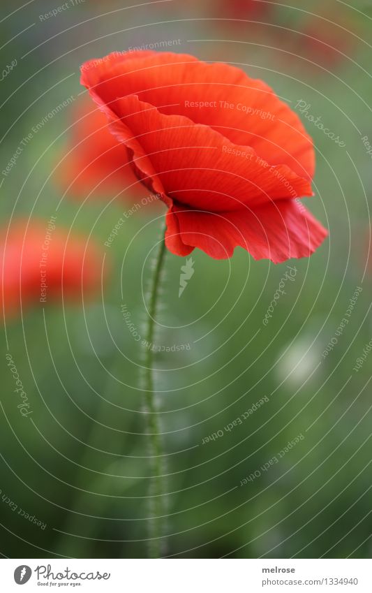 simple but MOHN Food Poppy Style Design Nature Plant Summer Beautiful weather Flower Blossom Wild plant Pot plant Corn poppy pedicel Field Intoxicant