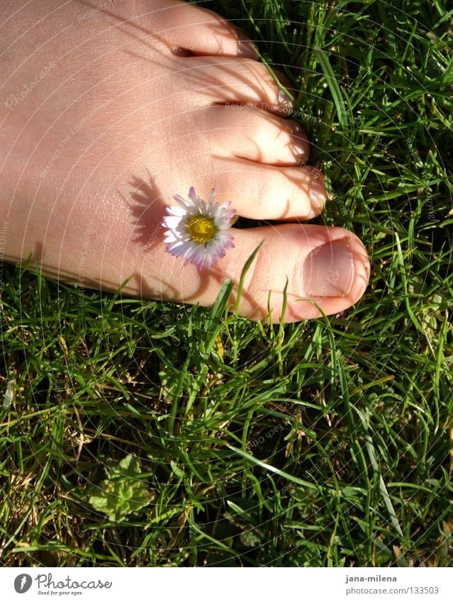 Barefoot. Grass Green Grass green Summer Spring April May Summery Daisy Sunlight Blade of grass Toes Toenail Morning Soft Physics Healthy Joy Feet barefeet