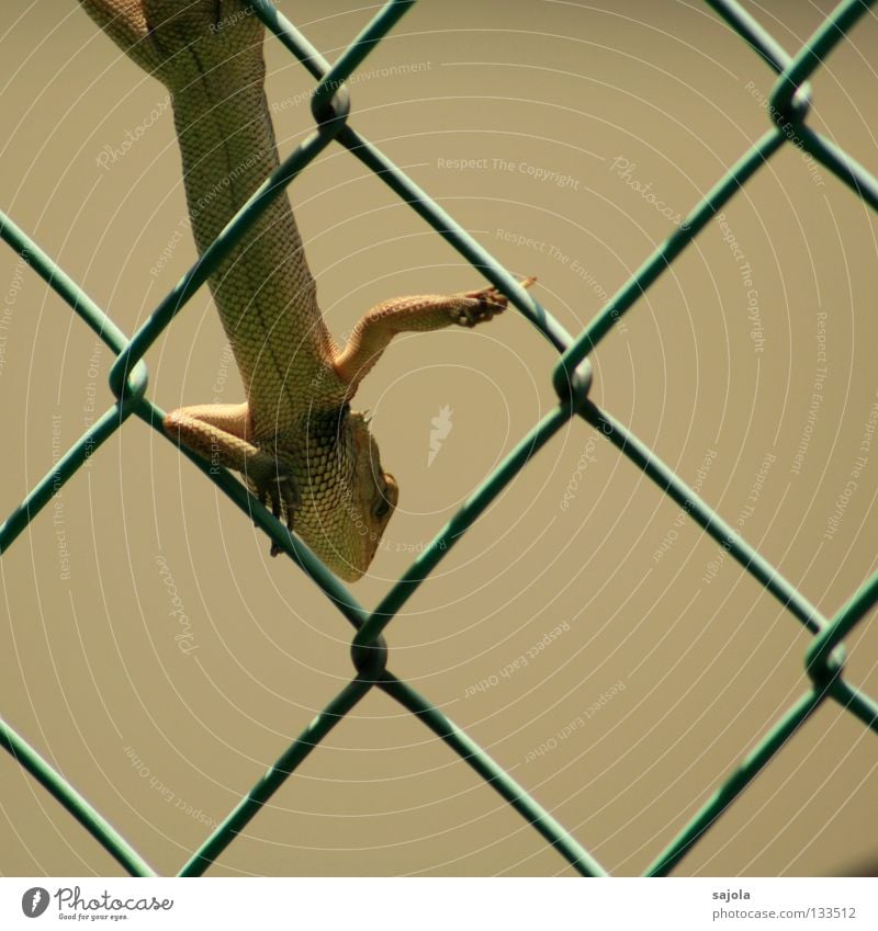 rest Garden Animal To hold on Long Green Watchfulness Saurians Lizards Agamidae Reptiles Asia Fence Wire netting Wire netting fence Colour photo Exterior shot