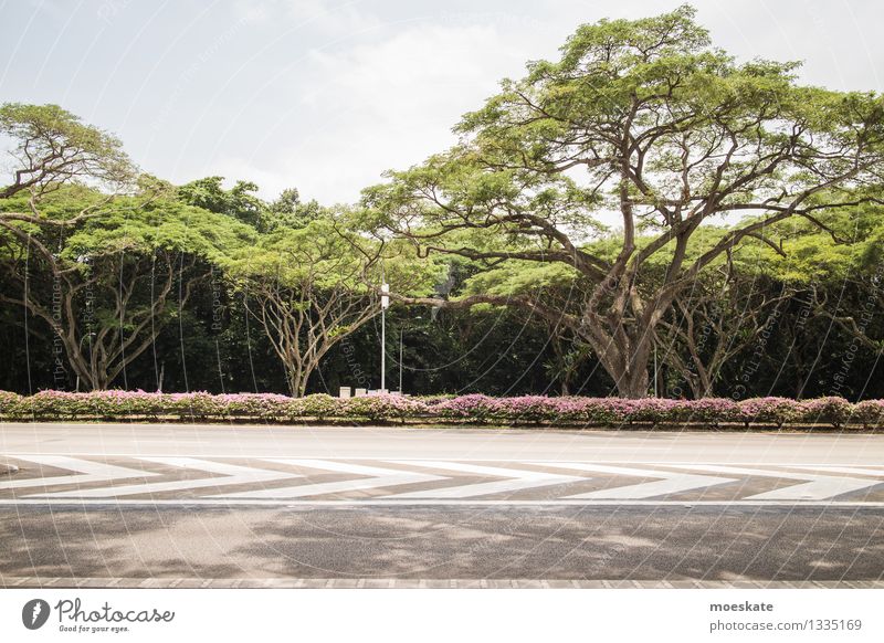 East Coast Park Singapore Forest Virgin forest Gray Green Asia Street Colour photo Subdued colour Exterior shot Deserted Copy Space top Copy Space bottom