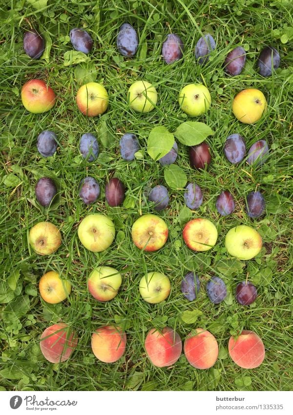 Plum, plum, plum, apple, plum..... Food Fruit Apple Peach Nutrition Picnic Leisure and hobbies Playing Garden Environment Nature Landscape Plant Animal Summer