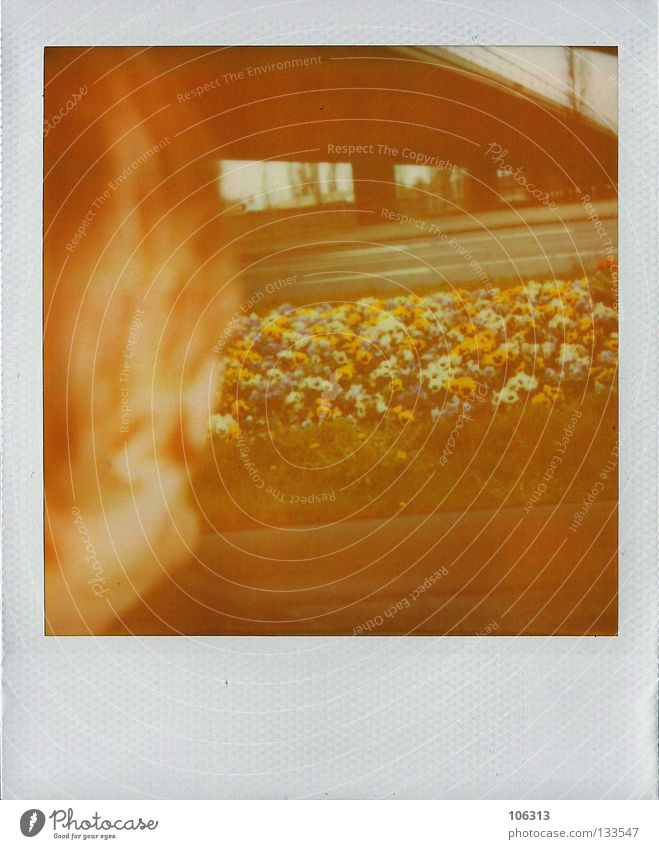 moscow in berlin (for max) Vantage point Yellowness Past Driving Crash barrier Pansy Flower Plant Socialism Nature Polaroid Analog Forget Expectation Red