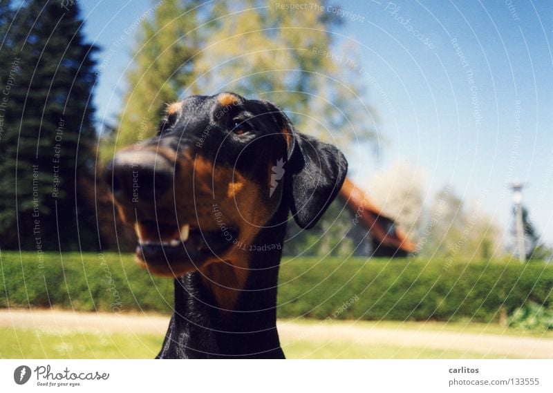 Good Riecher Doberman Dog Scent Posture Boast Mammal Safety Joy dober woman not a fighting dog cuddly dog Odor read the other newspaper frown