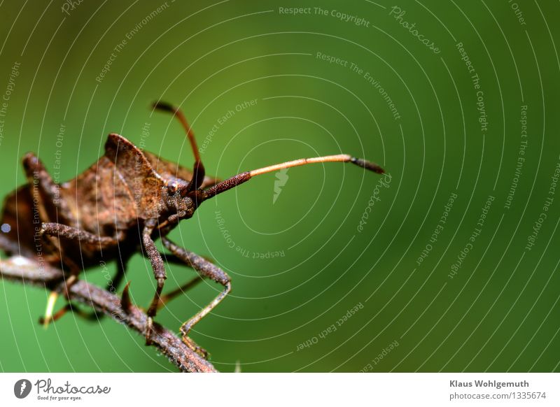 mind Environment Nature Animal Summer Autumn Park Forest Beetle Squash bug 1 Observe Looking Sit Wait Brown Gray Green Bug Colour photo Exterior shot Close-up