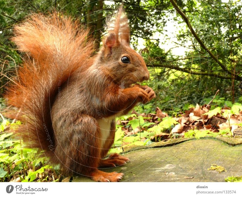 gimme nuts! Squirrel Oak tree Rodent Mammal Pelt Tails Bushy Button eyes Nutrition Forest Hair and hairstyles Paintbrush Sweet Cute Brown Paw Spring Tree
