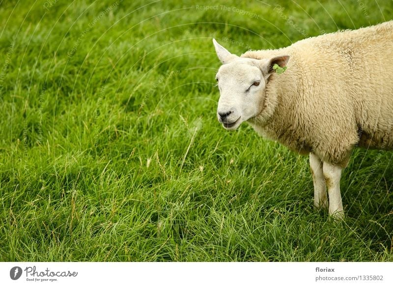 Texel sheep Food Meat Dairy Products Nutrition Agriculture Forestry Environment Animal Grass Farm animal 1 Observe Think Stand Wait Natural Green White Happy