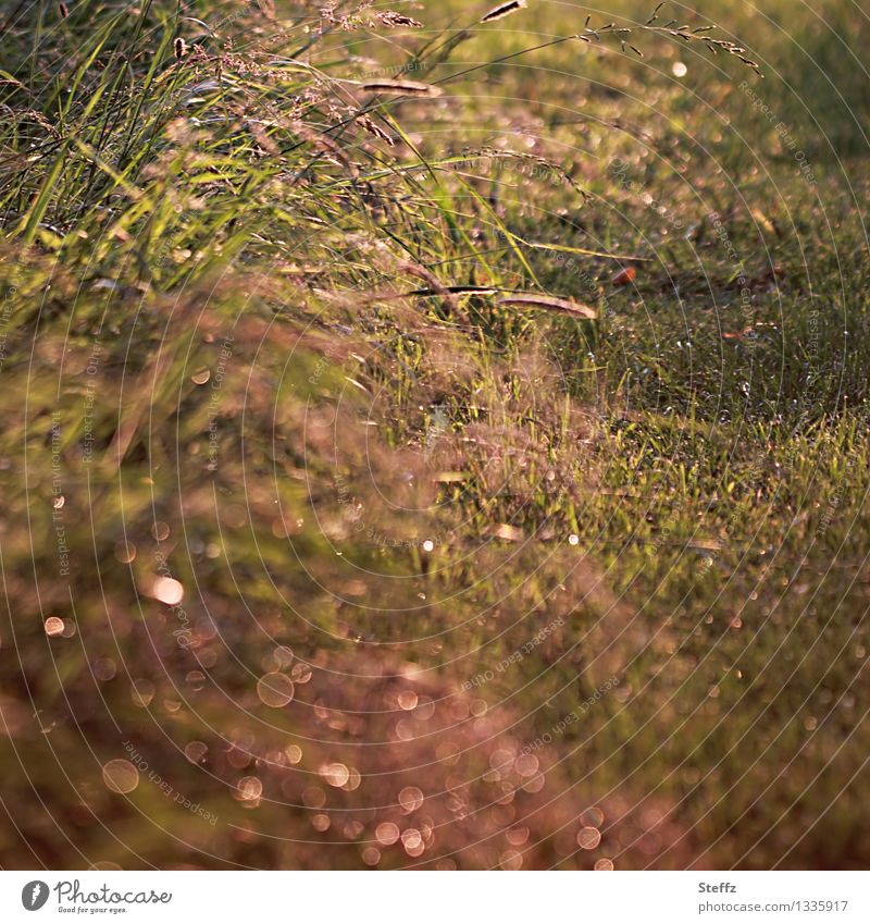 Grasses at the wayside in the afternoon light grasses Domestic Warm light attentiveness Attentive naturally Mood lighting Mindfulness in nature June