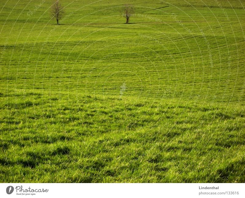 two hard surfers Meadow 2 Tree Grass Hill Pasture Uneven Undulation Juicy Undulating Exterior shot Deserted Copy Space bottom Copy Space middle Green space