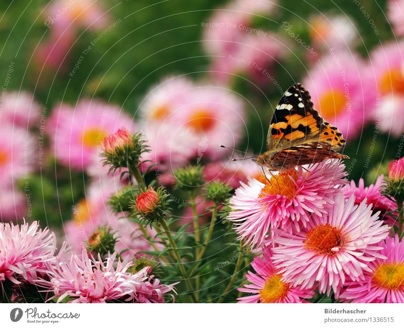 A lady with thistle in a sea of flowers Aster Painted lady Butterfly Browns Insect Wing Feeler Noble butterfly Winter festival Flowering plants Autumn leaves