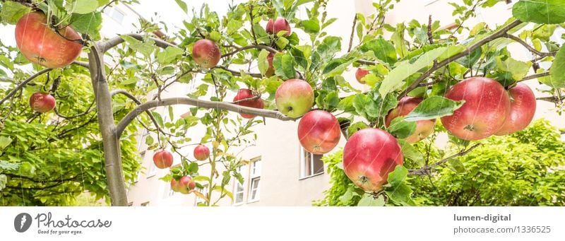 Apples hanging from the tree Food Fruit Nutrition Summer House (Residential Structure) Garden Thanksgiving Agriculture Forestry Nature Autumn Tree Leaf Town