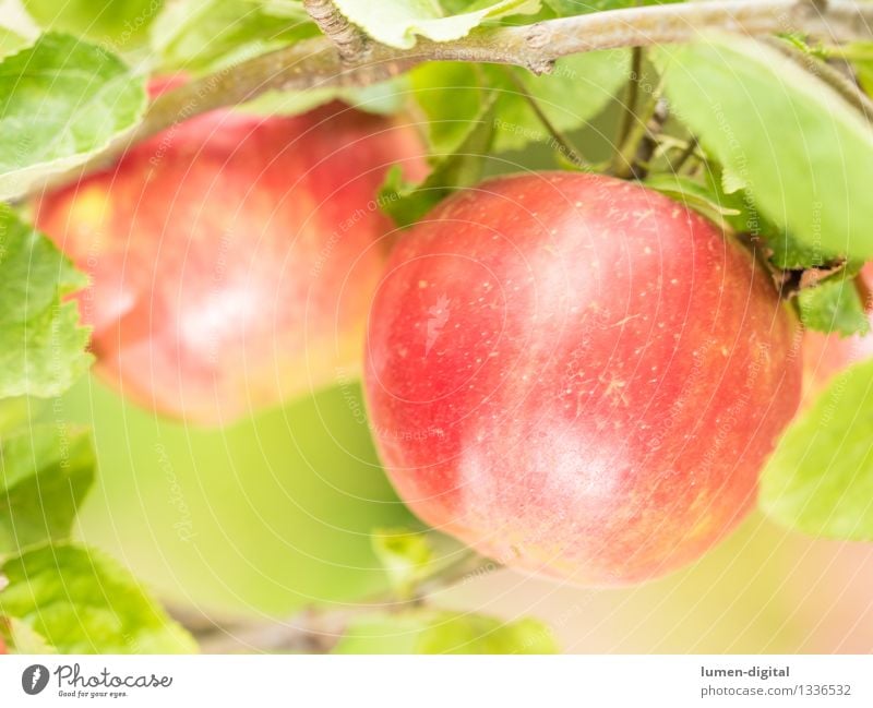 Apples hanging from the tree Food Fruit Nutrition Summer Garden Thanksgiving Agriculture Forestry Nature Autumn Tree Leaf Delicious Juicy Green Red August