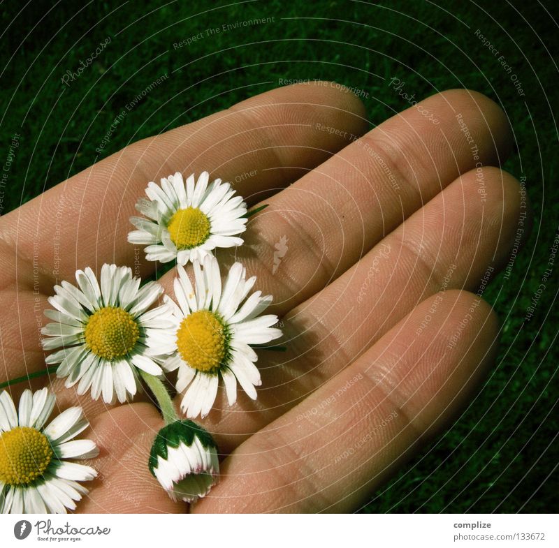 Hopeful romantic! Flower Plant Wellness Authentic Yellow White 2 Together Loneliness Looking away Hatred Daisy Growth Maturing time Spring Summer Chamomile Hand